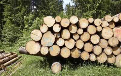 Pour une utilisation systématique des prestations climatiques de la forêt et du bois